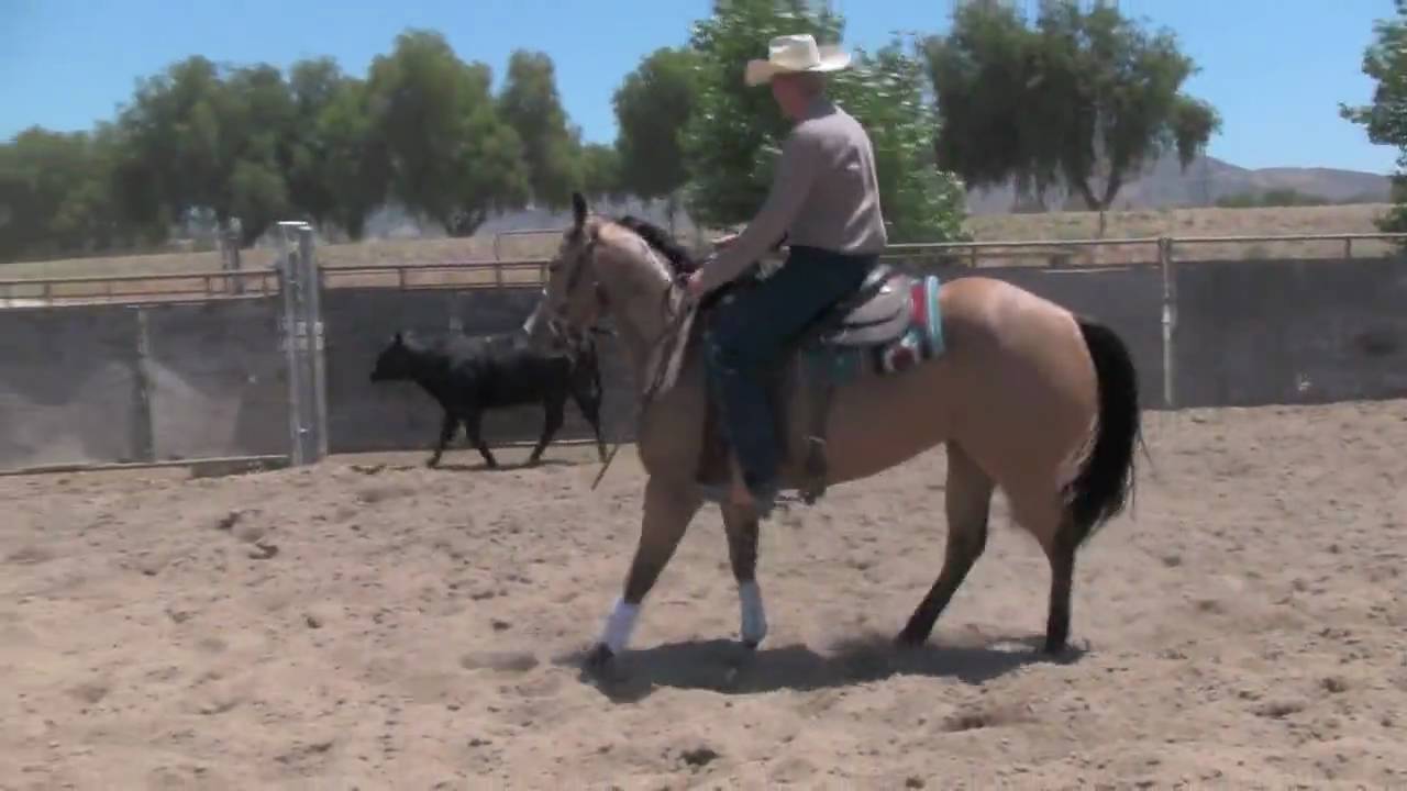 Cayuse Cow Chase