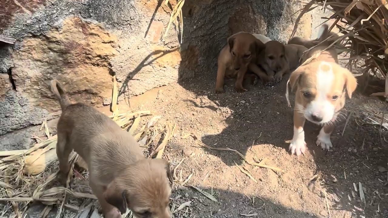Cutest puppies playing together.