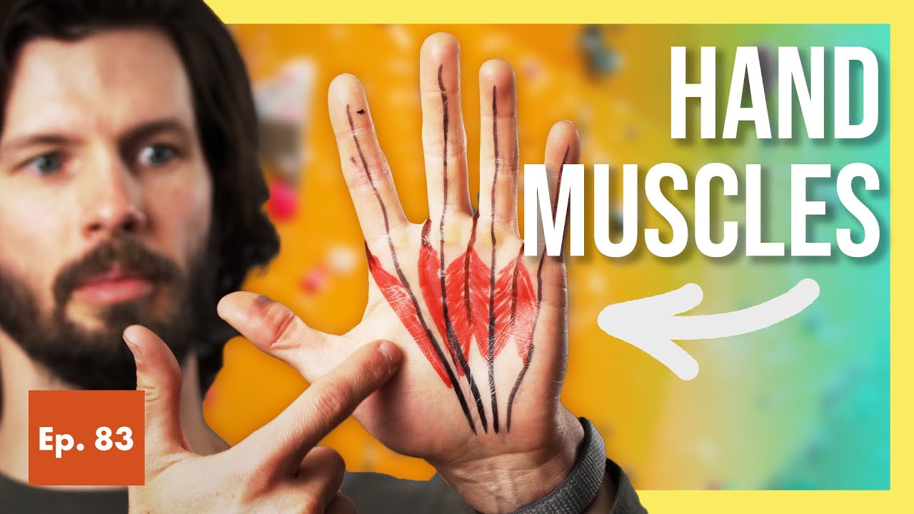 What Climbers Should Know About Lumbricals (STRANGE Hand Muscles)