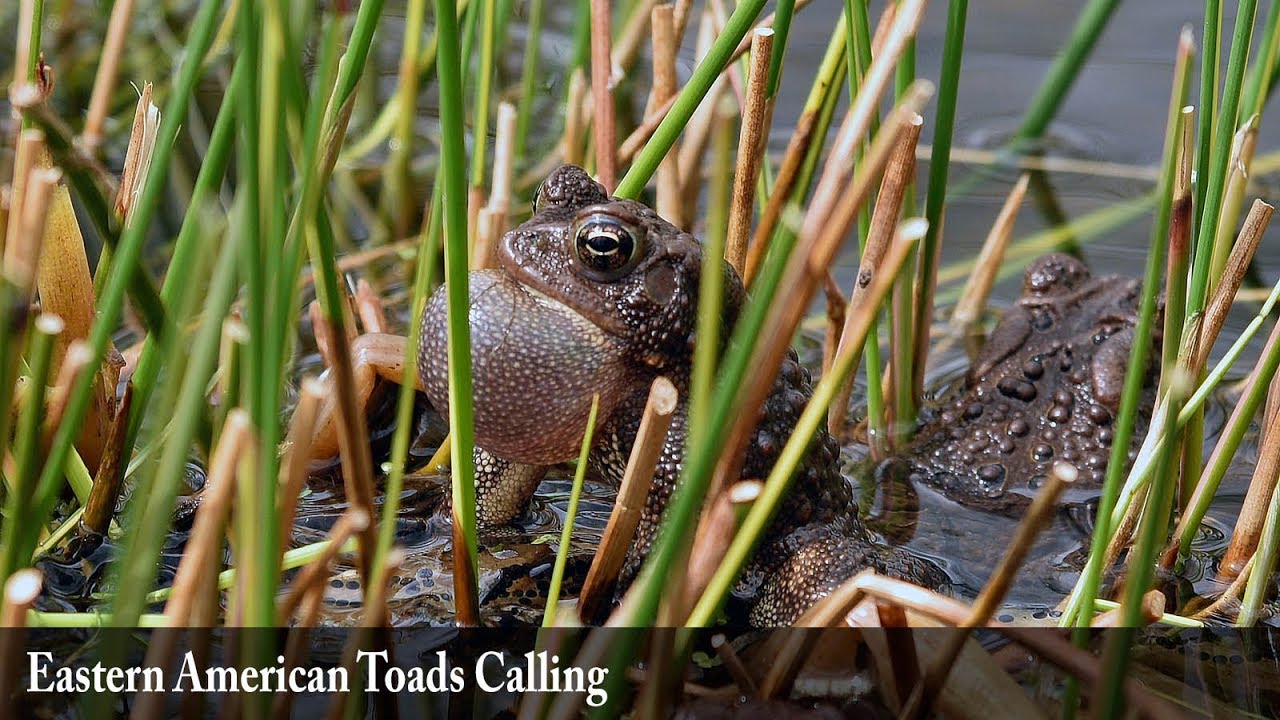 Eastern American Toads Calling