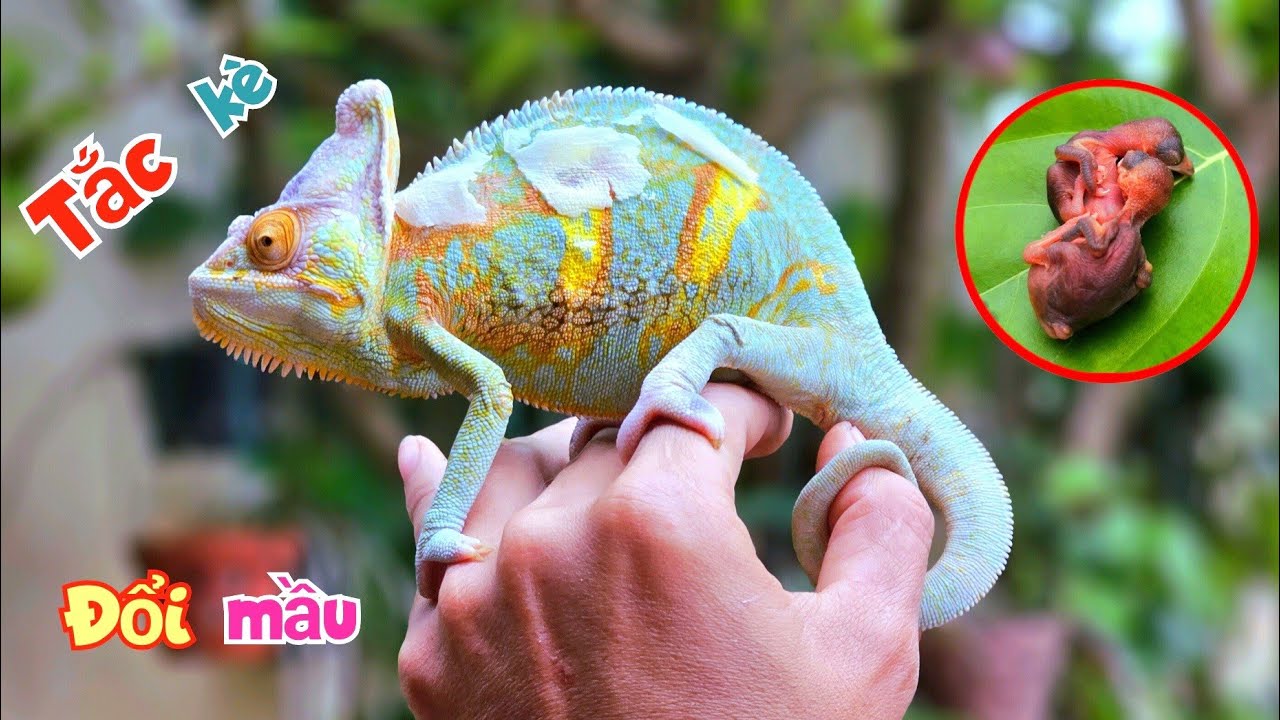 Lần Đầu Tiên Nhìn Thấy Tắc Kè Đổi Mầu Và Tin Vui - Chào Mào Con Mẹ Bỏ Đã Nở Rồi / Quế Nghịch