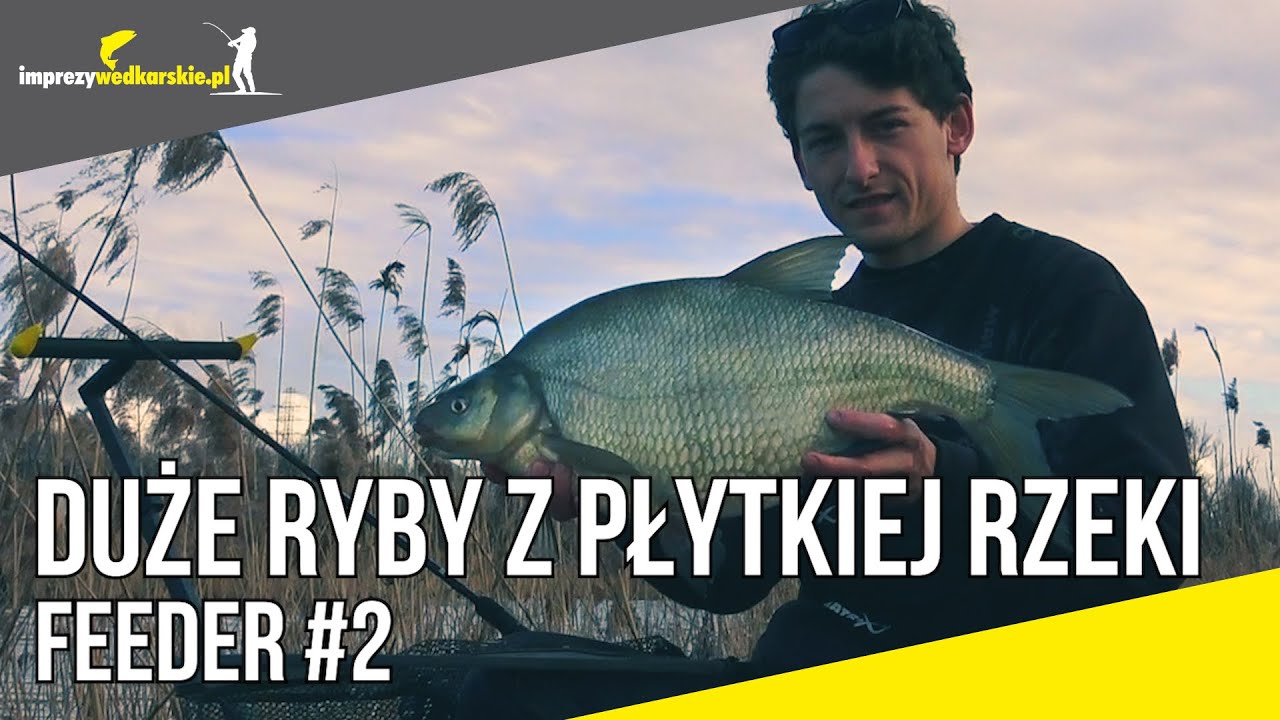 FEEDER #2 Jak łowić DUŻE RYBY w płytkiej rzece?