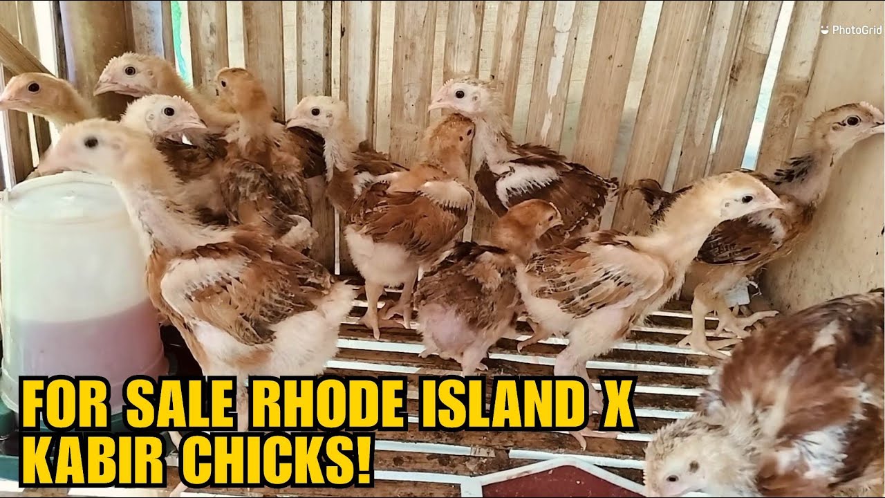 FOR SALE RHODE ISLAND X KABIR CHICKS!