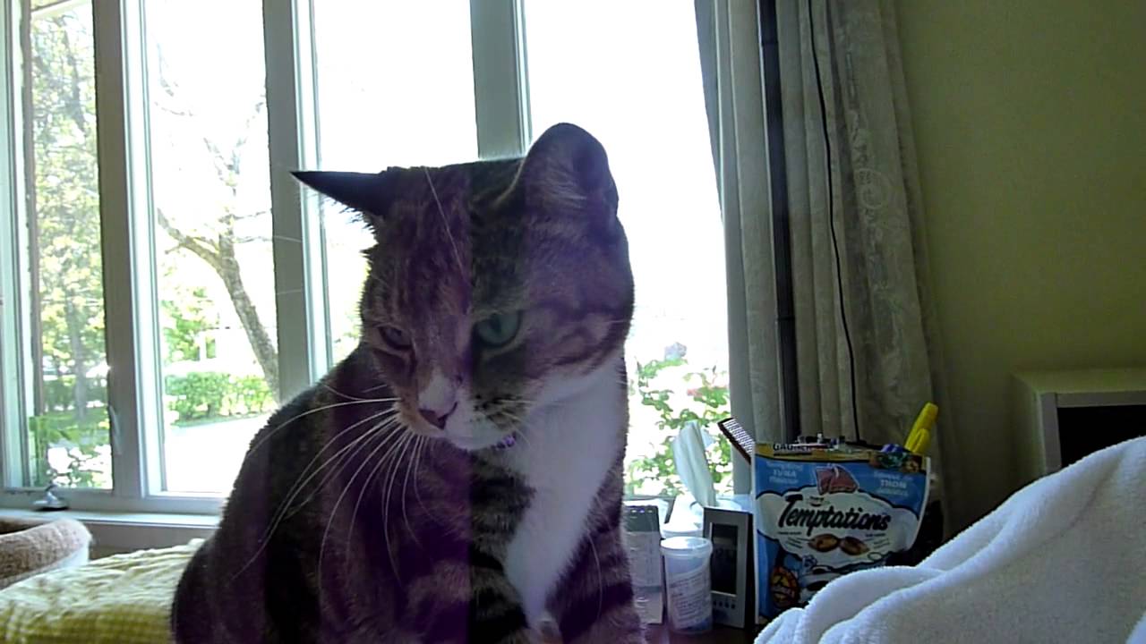 Chouchoune grince (kw: cat squeaks squeaking funny lolcat talk chatter meow kitteh tabby female)