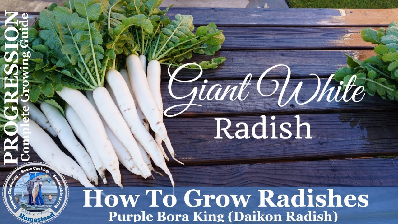 How to Grow Radishes l Complete Growing Guide