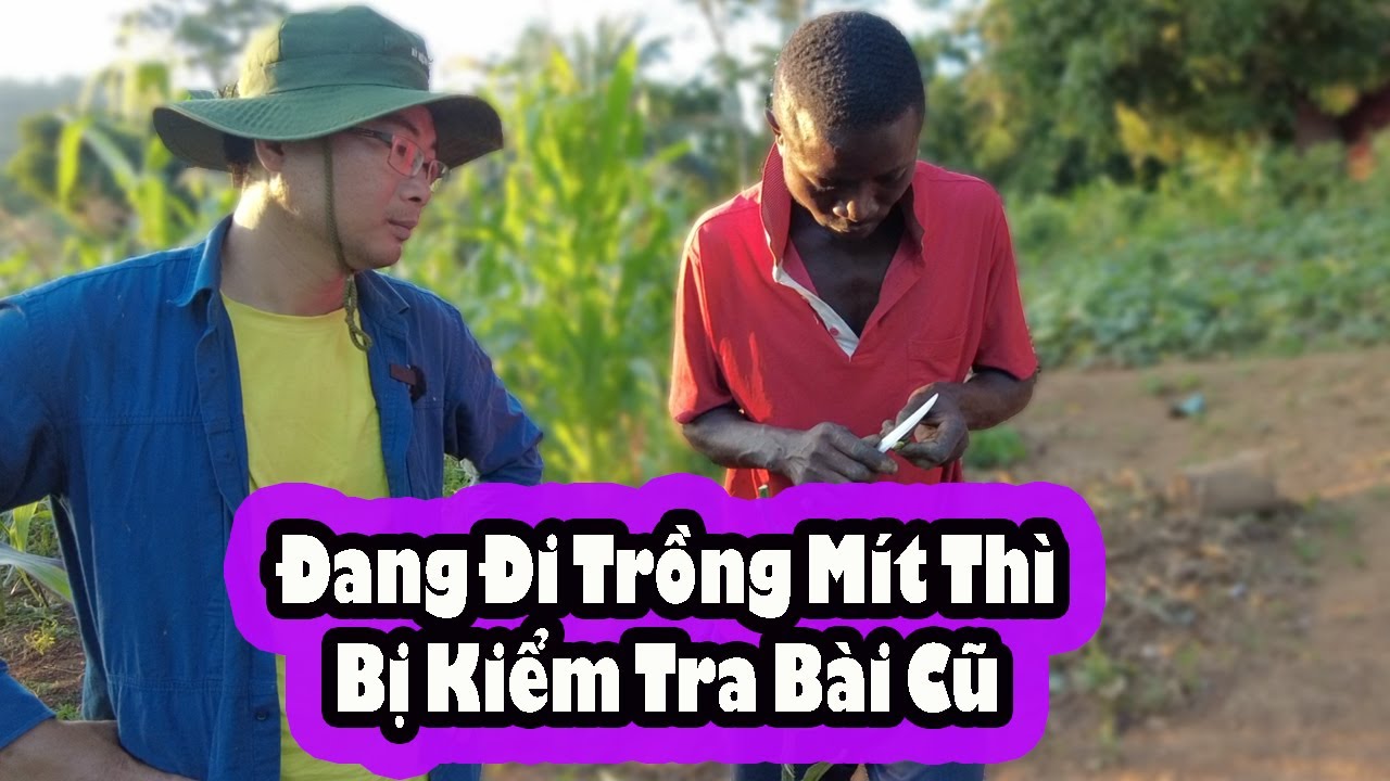 Antonio trồng một vườn mít sẽ như thế nào?||2Q Vlogs Cuộc Sống Châu Phi