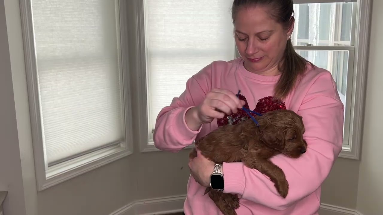 Atlas Male 5 wk BAB temperment evaluation Goldendoodle 