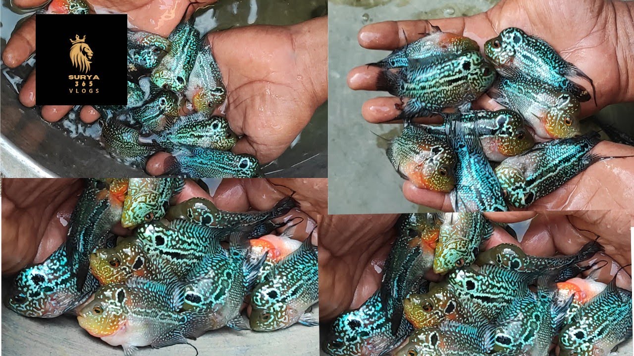 kolkata NO-1 flowerhorn fish farm best quality   Rs -500 😮😮 #viral #shortsfeed#trending#flowerhorn