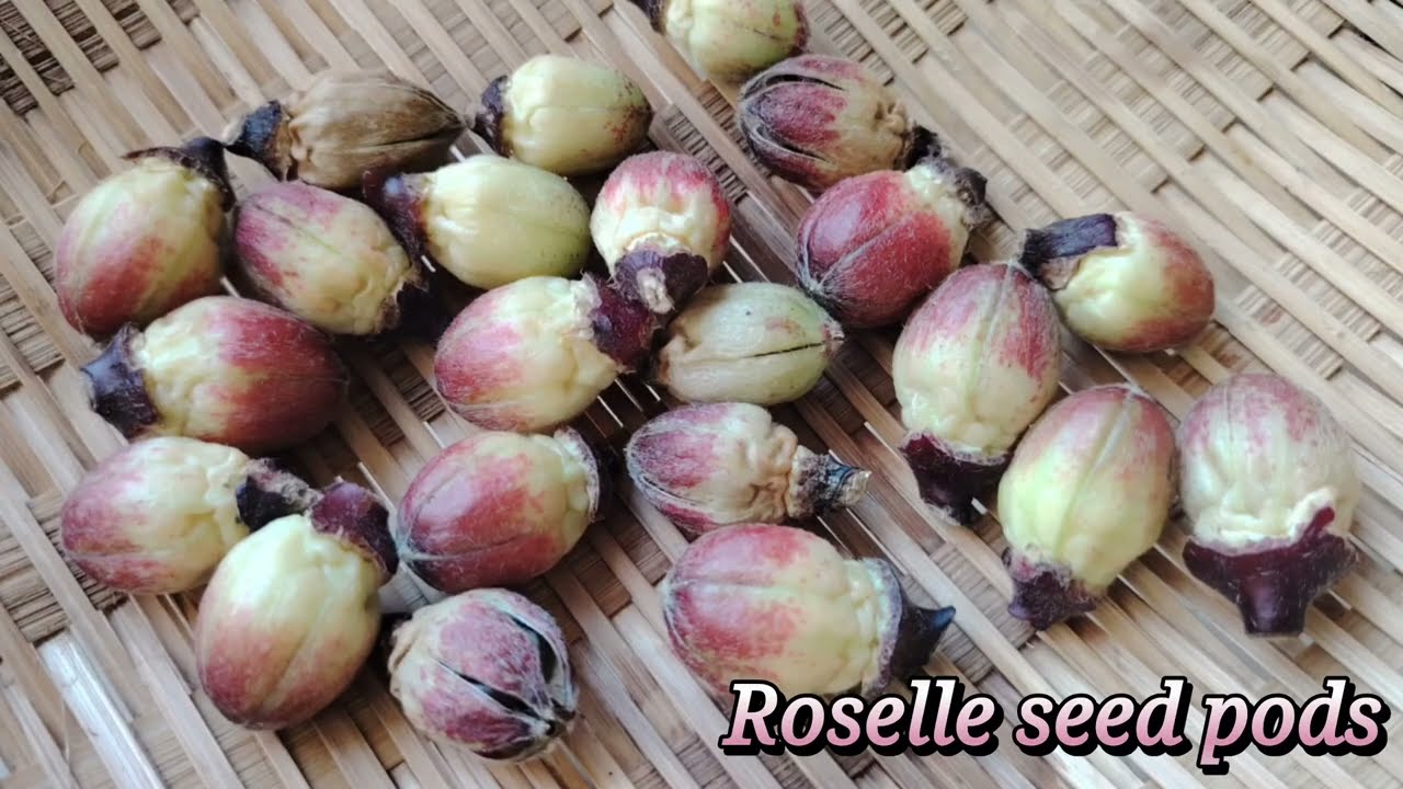Episode 31 (Hill Forest Garden Mosumbu): ROSELLE HARVEST SEASON, Celebrate Birthday at Secret Recipe