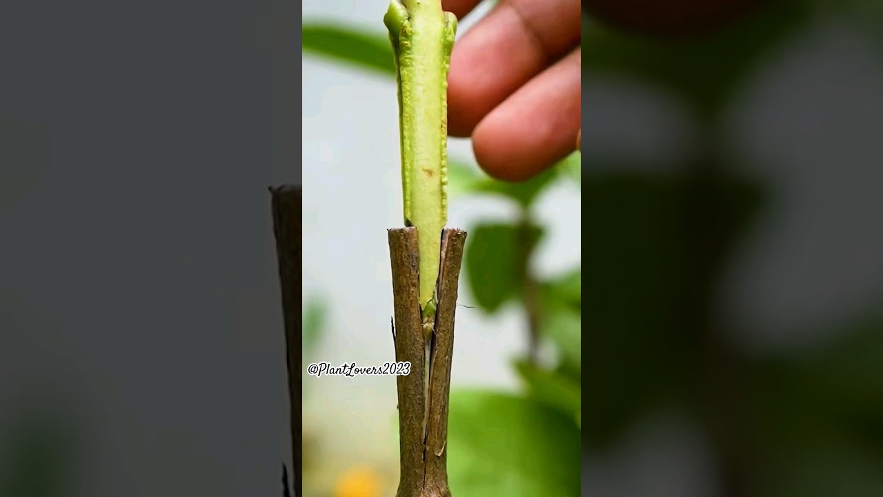 How to graft Guava plant using cleft graft technique | cleft grafting #grafting #gardeing #shorts