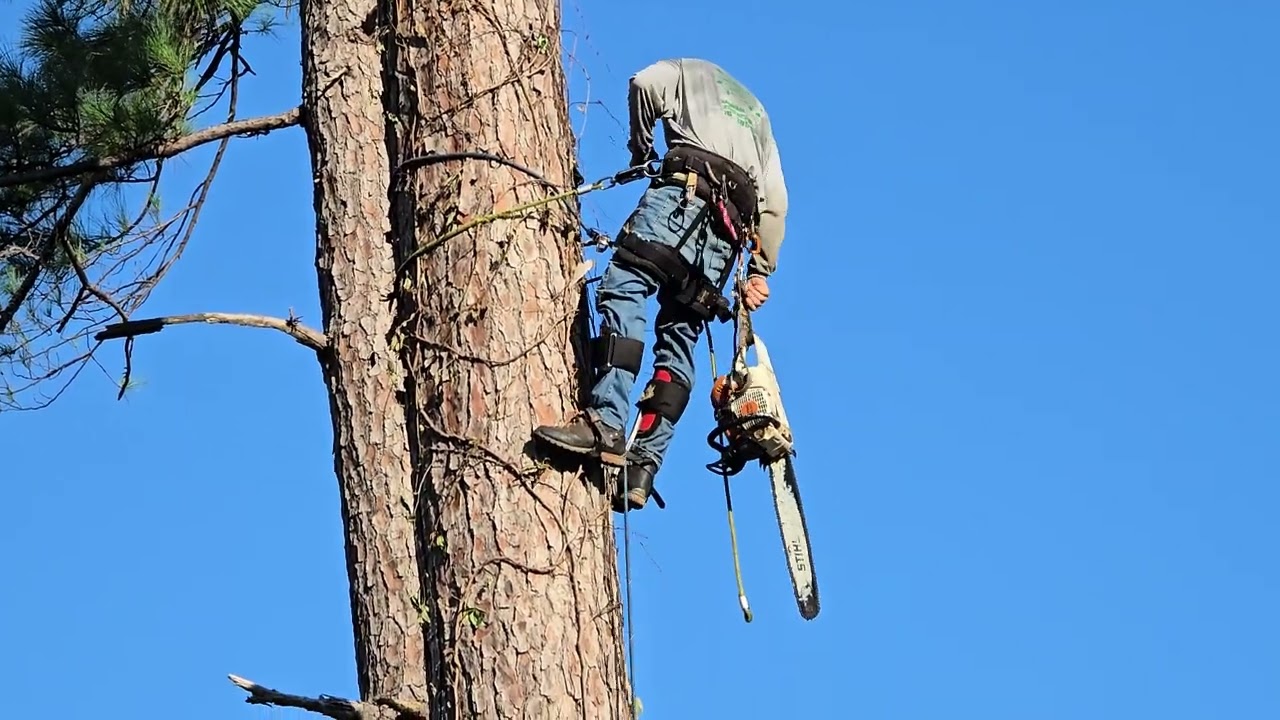 Nicholas Navarre Services seen removing the next section of our super tall pine tree.