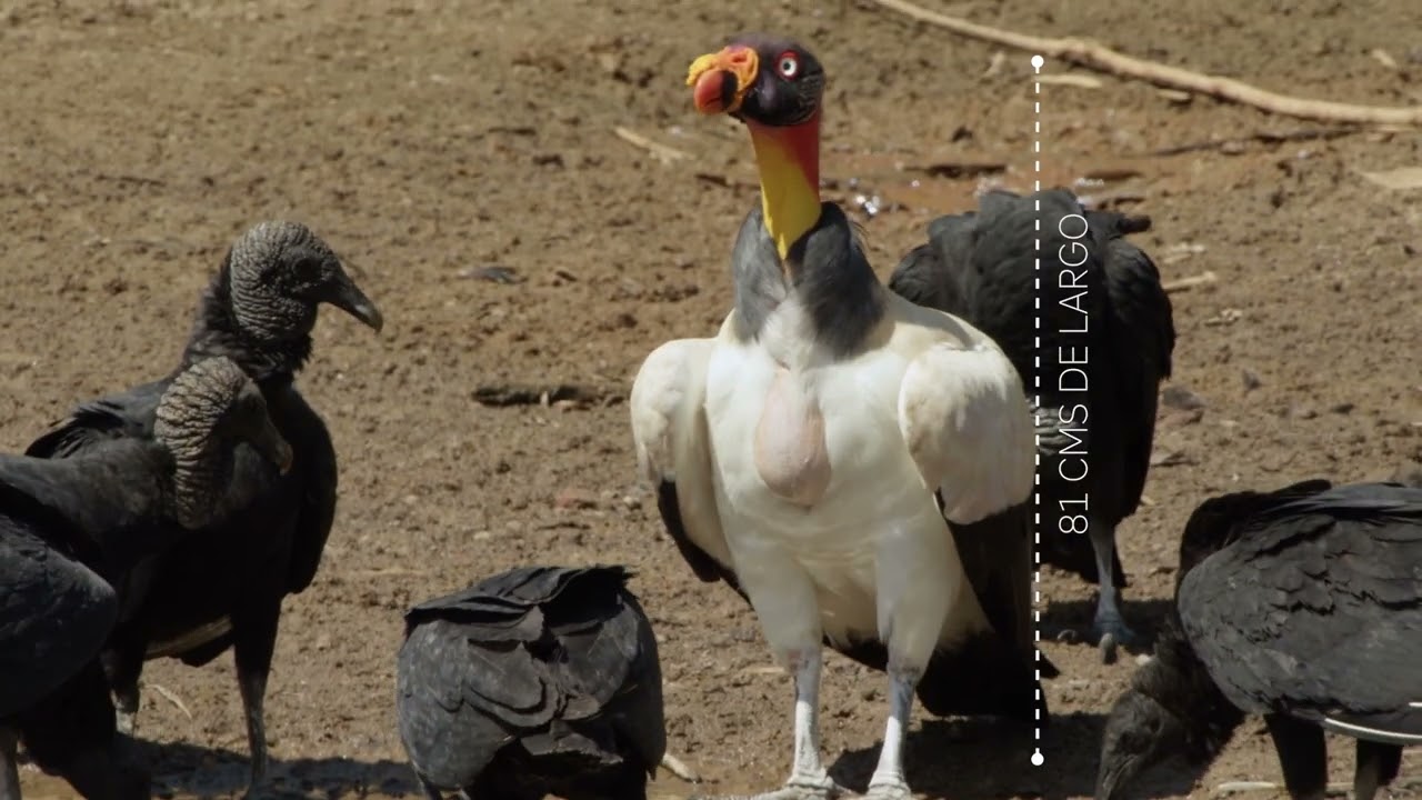 Capítulo 25: Rey Gallinazo. Serie: #PequeñosGrandesMomentosdelaNaturaleza