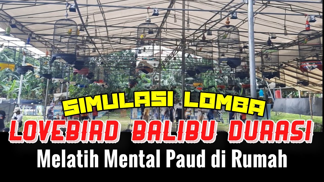 Simulasi Lomba Burung Lovebird Balibu Durasi Full Gantangan, Melatih Mental Lovebird Paud Juara