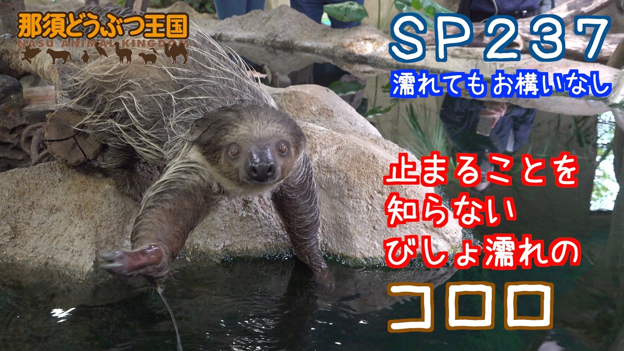 ＳＰ２３７　止まることを知らないびしょ濡れのナマケモノ（コロロ）
