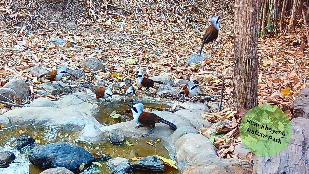 Birds at Rocky Pool Feb 2024