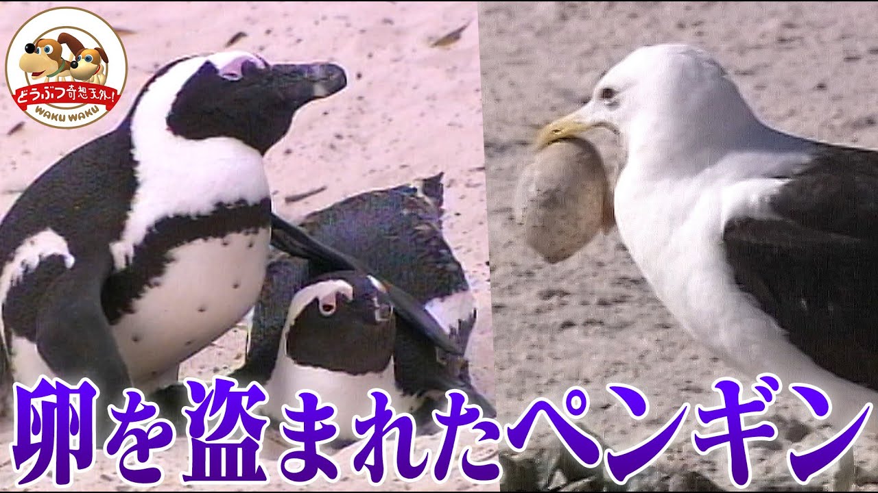 【修羅場】ペンギン夫婦の愛の巣に卵を盗むカモメが襲来！プロポーズ、子育て、ご近所トラブルまで、ケープペンギンの繁殖地に密着！【どうぶつ奇想天外／WAKUWAKU】