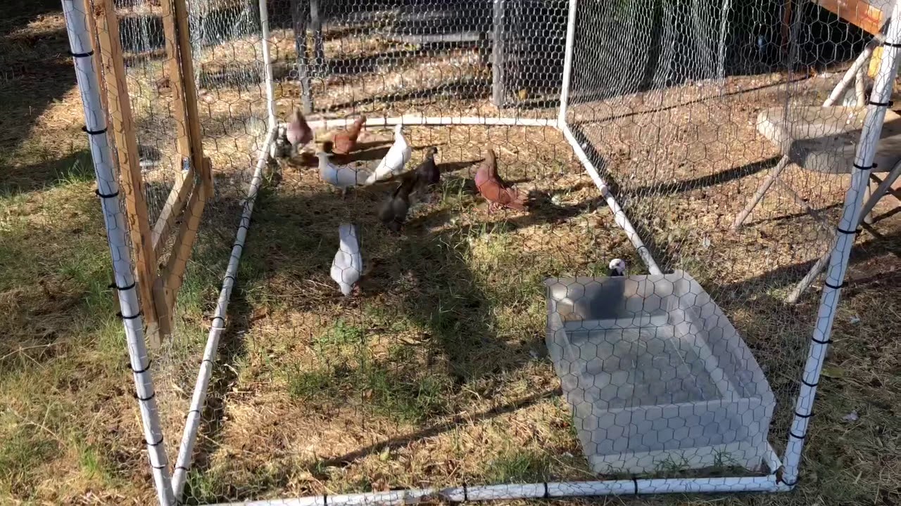 My portuguese tumblers in flight pen