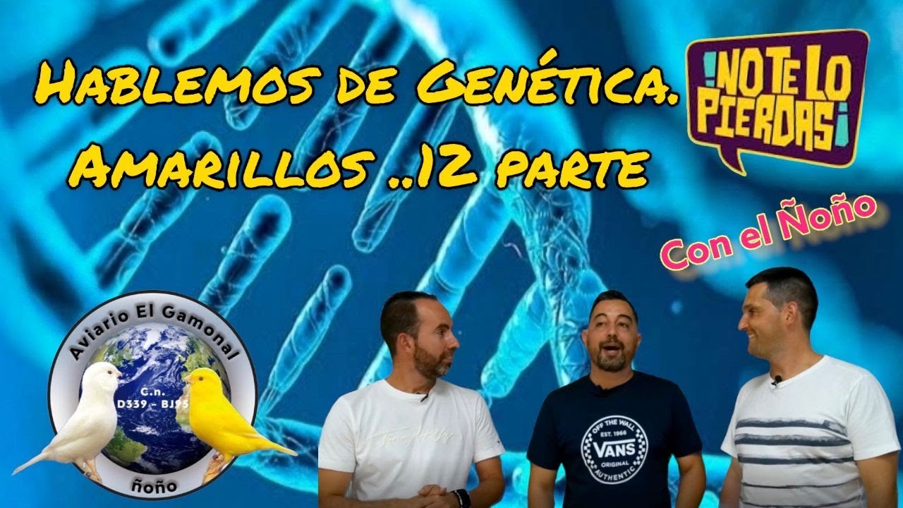 Especial Genética, amarillos y blancos Aviario el GAMONAL con Antonio Romero Luque (El Ñoño).