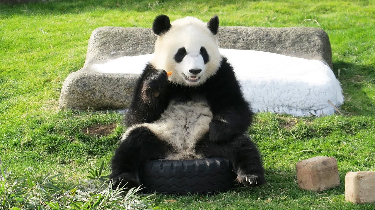 飼育員さんを追いかけてもうダッシュでやってくるの可愛すぎる♥ #パンダ #アドベン #アドベンチャーワールド