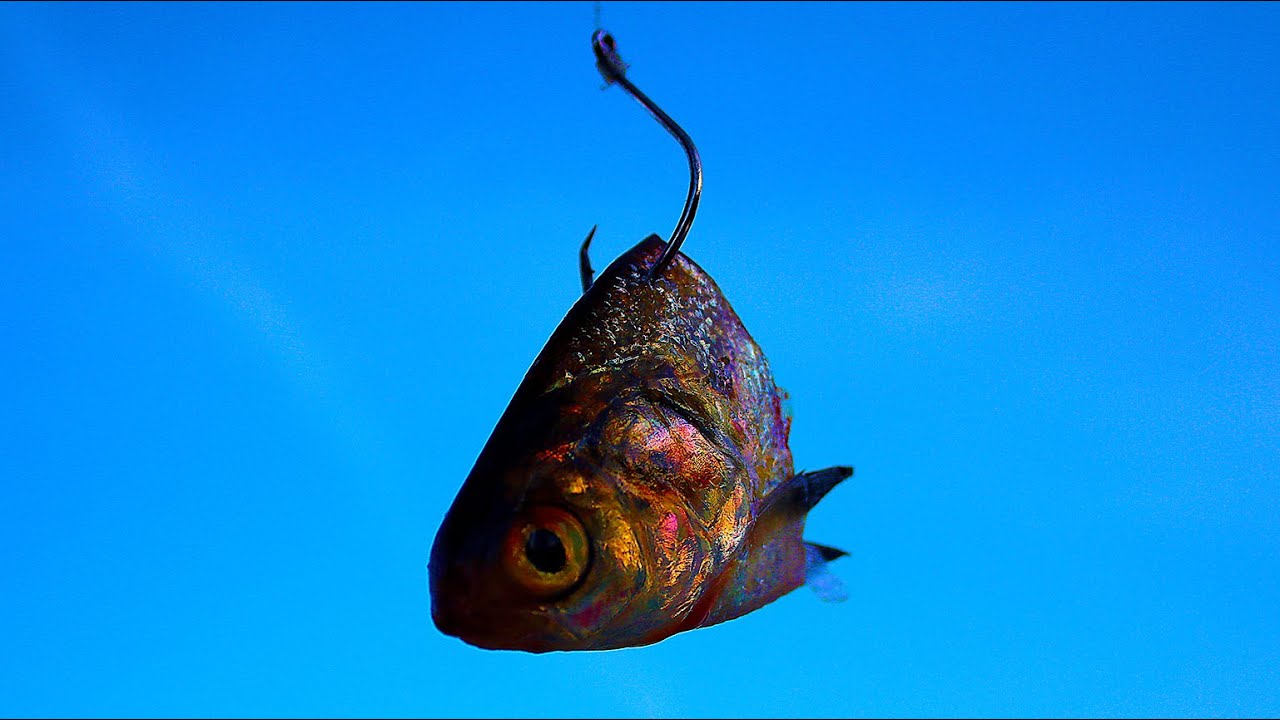 Try This When Using Shad for Catfish Bait