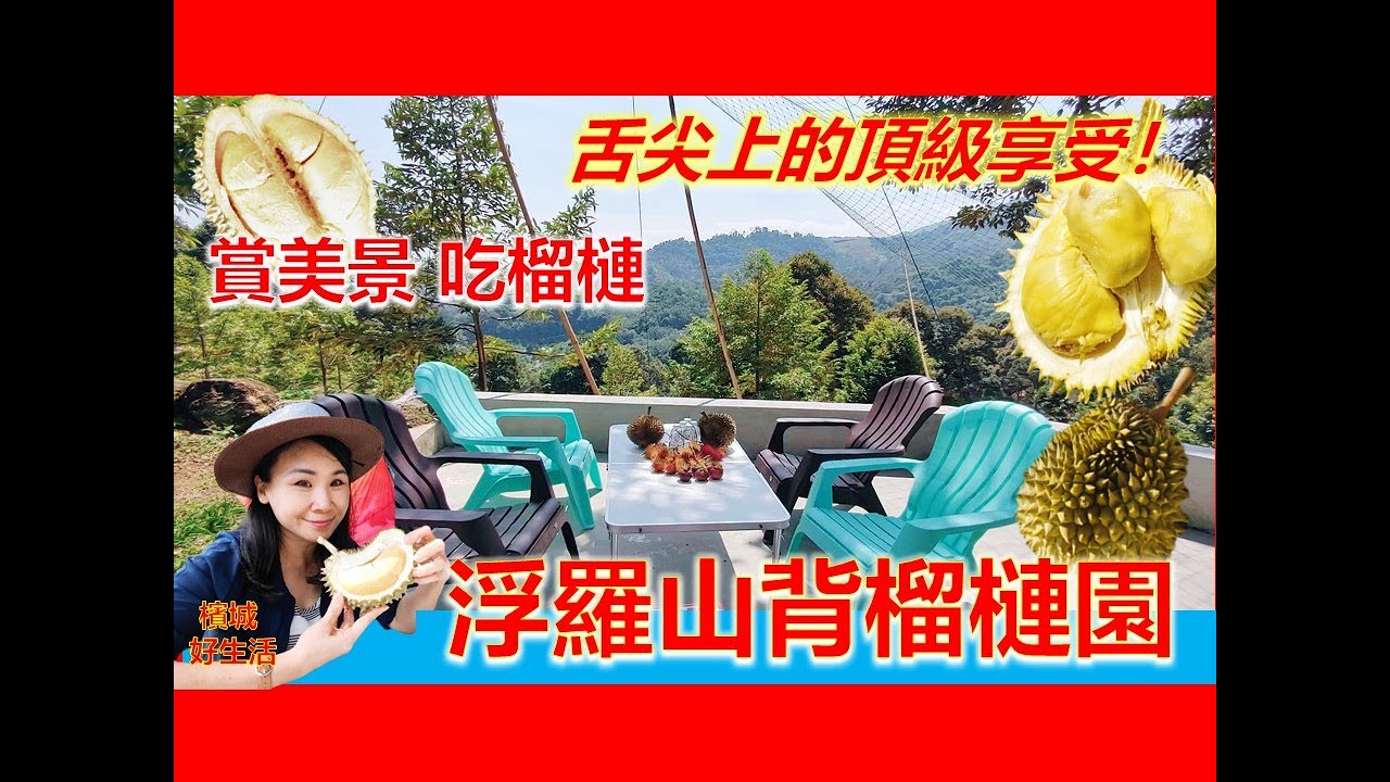 一次过去三个榴莲园！刚掉下的榴莲太正了！九十年老树白粉榴莲？Capri 白玉珍珠, 金凤,红虾吃了有麻痹感？绿山榴莲园/嘟嘟车榴莲/留连轩/Penang Balik Pulau Durian 2024