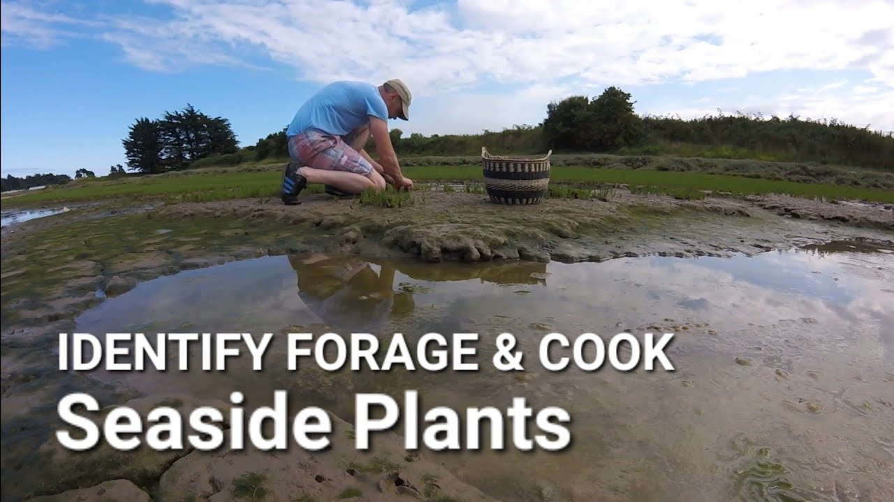 EDIBLE SEASIDE PLANTS & COOK UP on the beach - Marsh Samphire, Sea Beet & Sea Purslane. Ireland