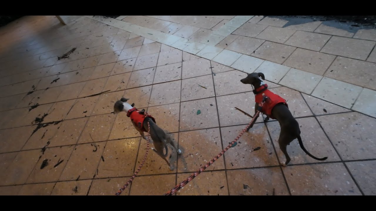 Italian Greyhounds Evacuate Hurricane Milton to the Renaissance at SeaWorld