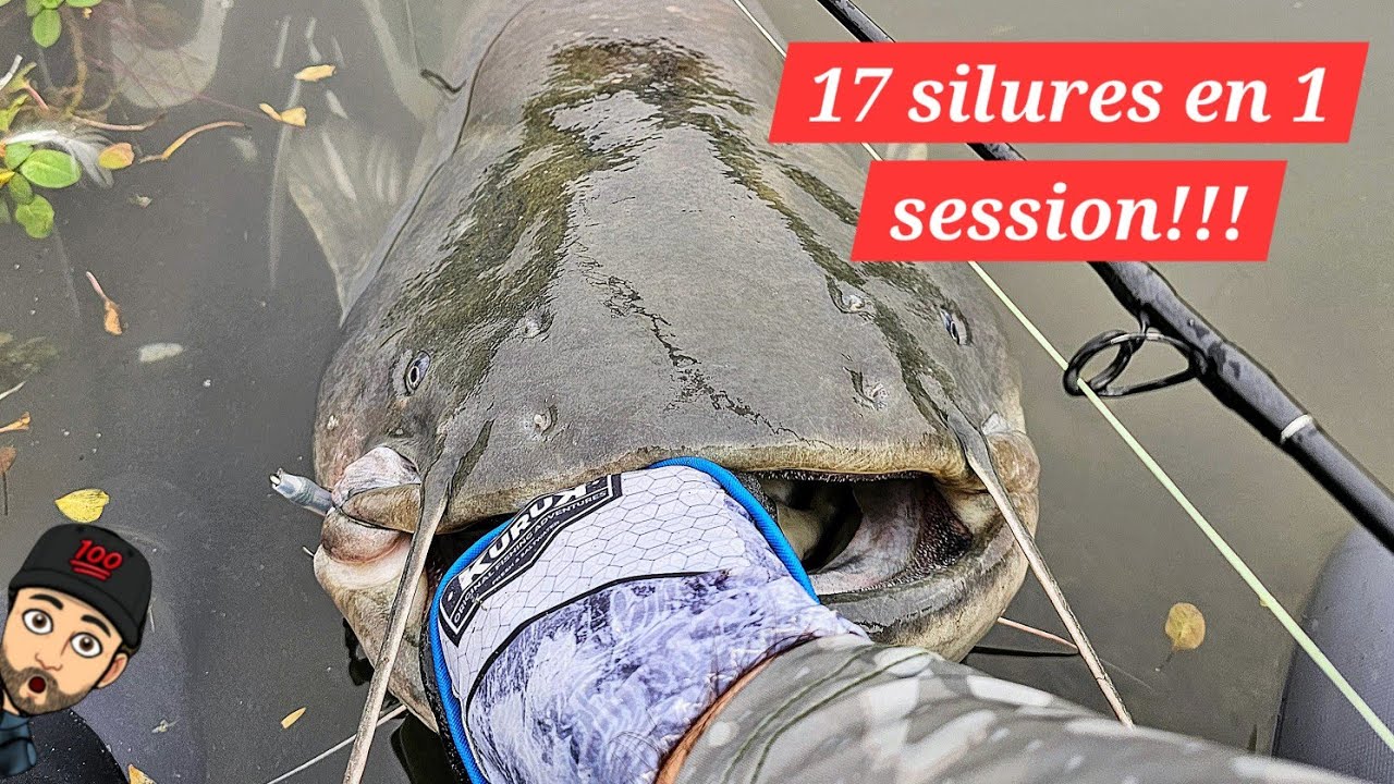 17 silures sur une session !!! et 1 record !