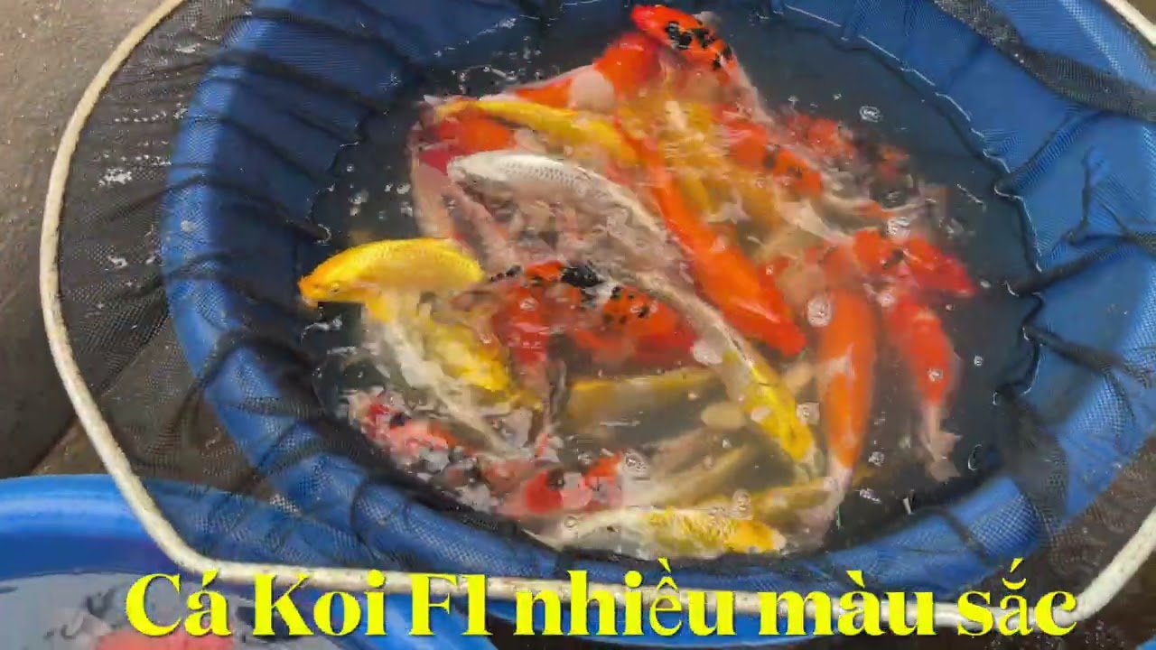 Sài Gòn Koi Farm - Cá Koi đẹp, chất lượng nhiều màu sắc phục vụ tết 2026