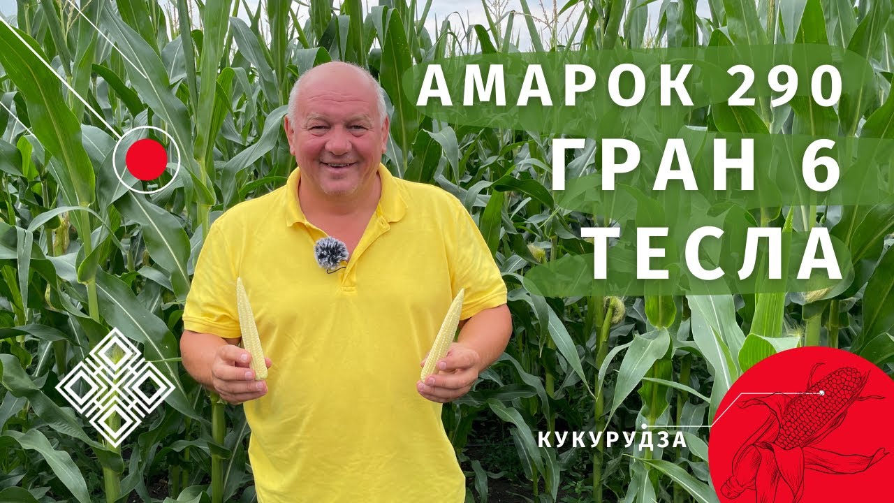 Огляд гібридів кукурудзи ФАО 300-350 ВНІС&trade;