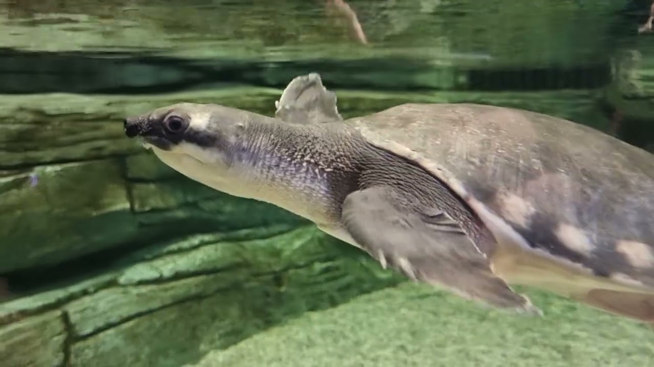 Magic aquarium Tashkent,  Uzbekistan