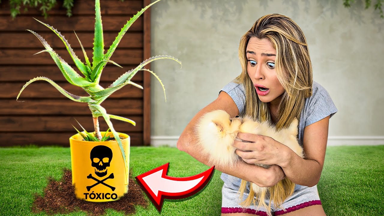 NOSSA CACHORRINHA NOVA COMEU UMA PLANTA VENENOSA! *TIVE QUE LEVAR PARA A EMERGÊNCIA*