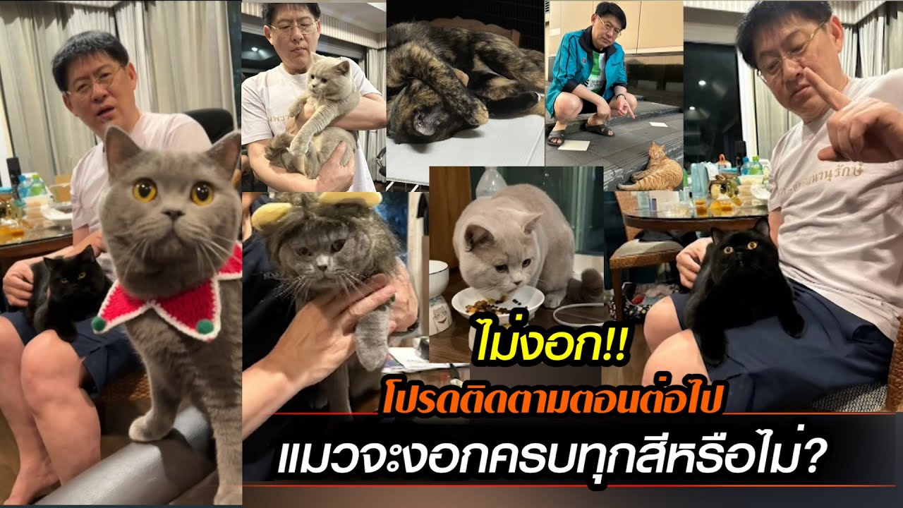 ไม่งอก!! โปรดติดตามตอนต่อไปแมวจะงอกครบจะมีครบทุกสีหรือไม่?