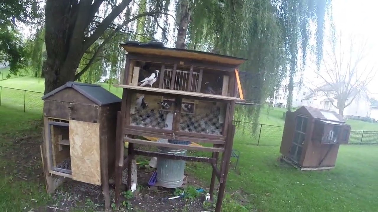 Update on 2025 young birds