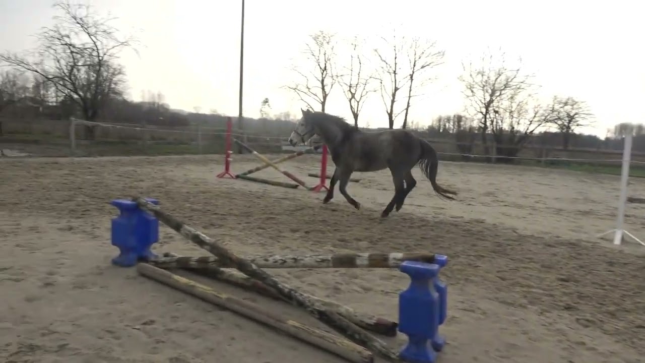 Q-time van de Claevervallei 18.02.2026 rechte 130 + Oxer 140