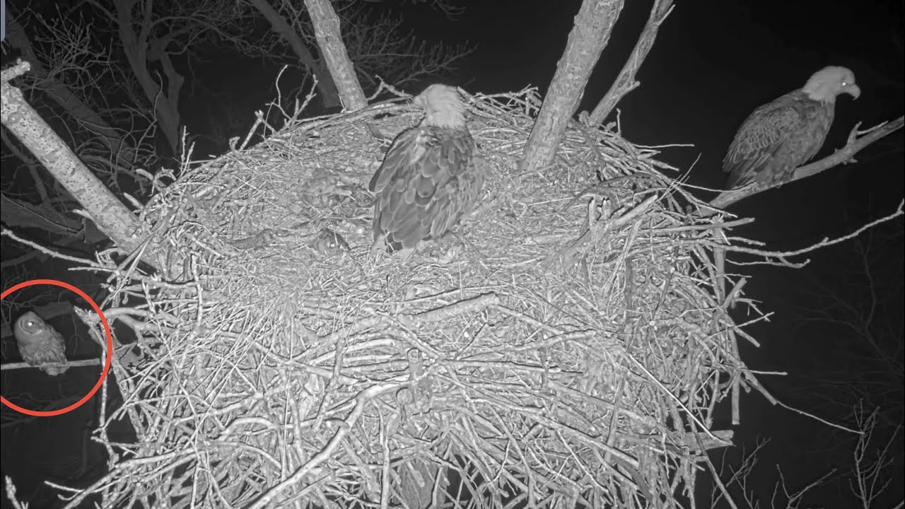 Kansas Eagles 3-11-26.  Barred Owl Swoops Harvey, Perches Next to the Nest; Pesters by Circling.