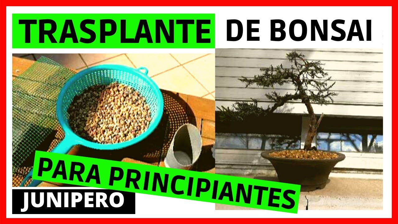 TRASPLANTE DE BONSAI PARA PRINCIPIANTES//JUNIPERO COMUN//