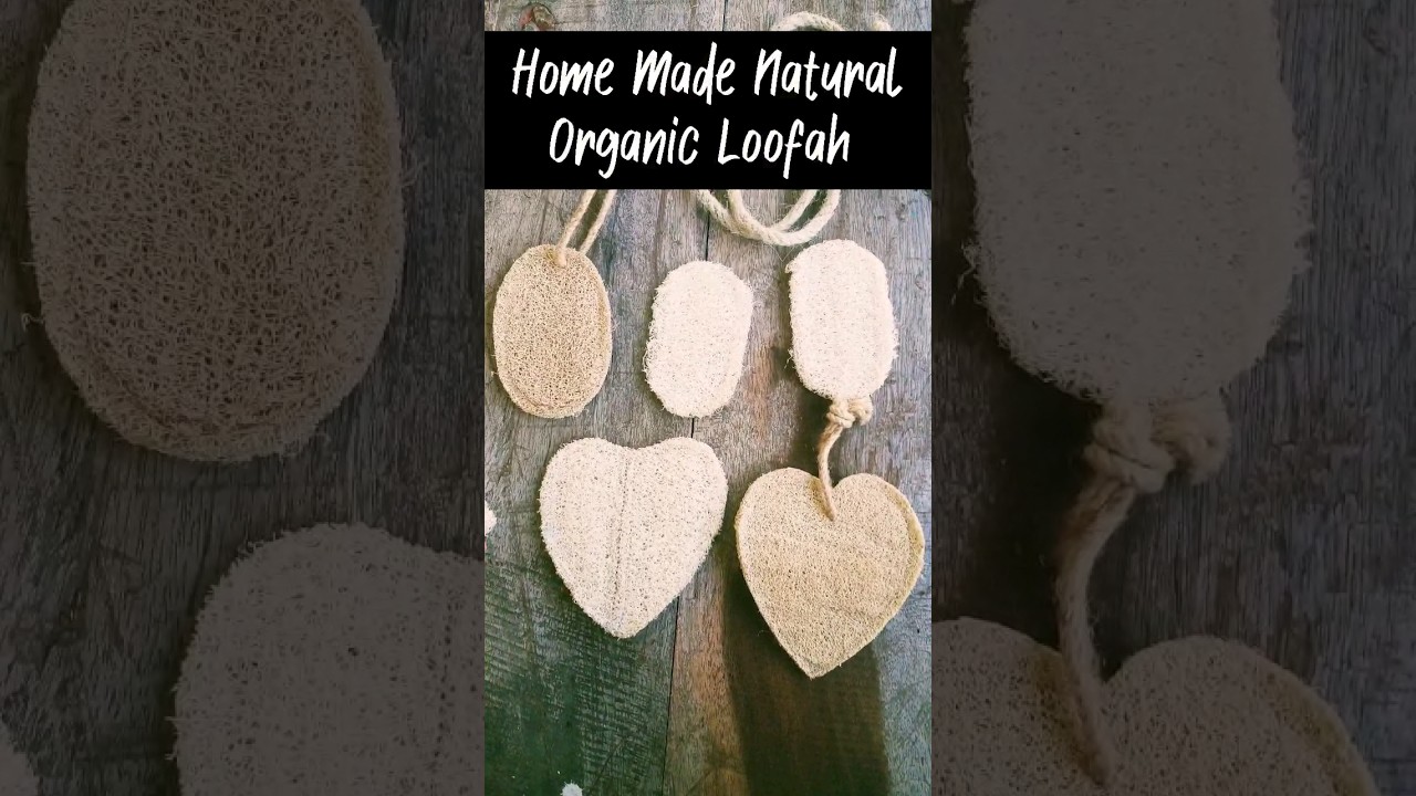DIY Loofah - Natural Organic Home made from sponge gourd  #horticulture #satisfying #organicfarming