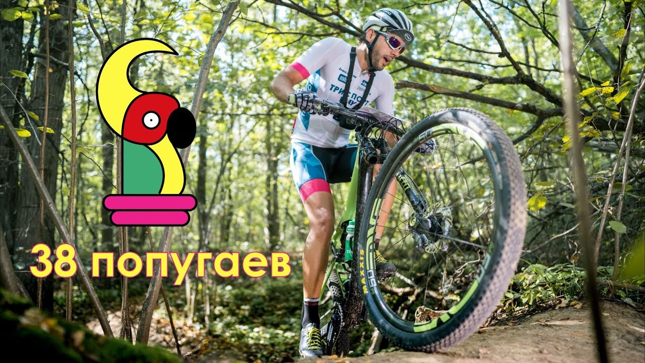 38 попугаев 2019 XCT