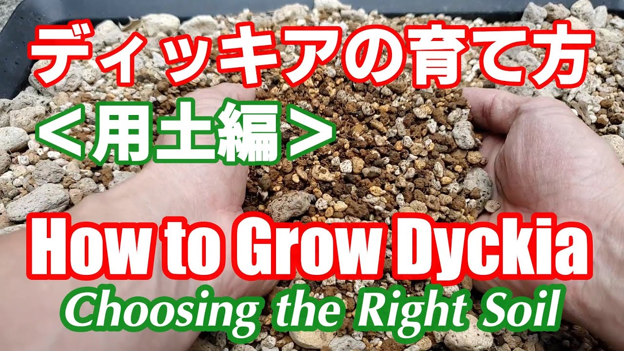 ディッキアの育て方：用土編（How to Grow Dyckia :Choosing the Right Soil）【Dyckia Maniax（ディッキア・マニアックス ）】by Nin-Nin