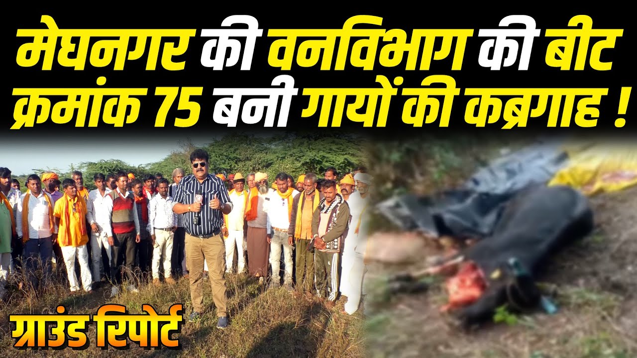 मेघनगर की वनविभाग की बीट क्रमांक 75 बनी गायों की कब्रगाह ! देखिए ग्राउंड रिपोर्ट !#cblive