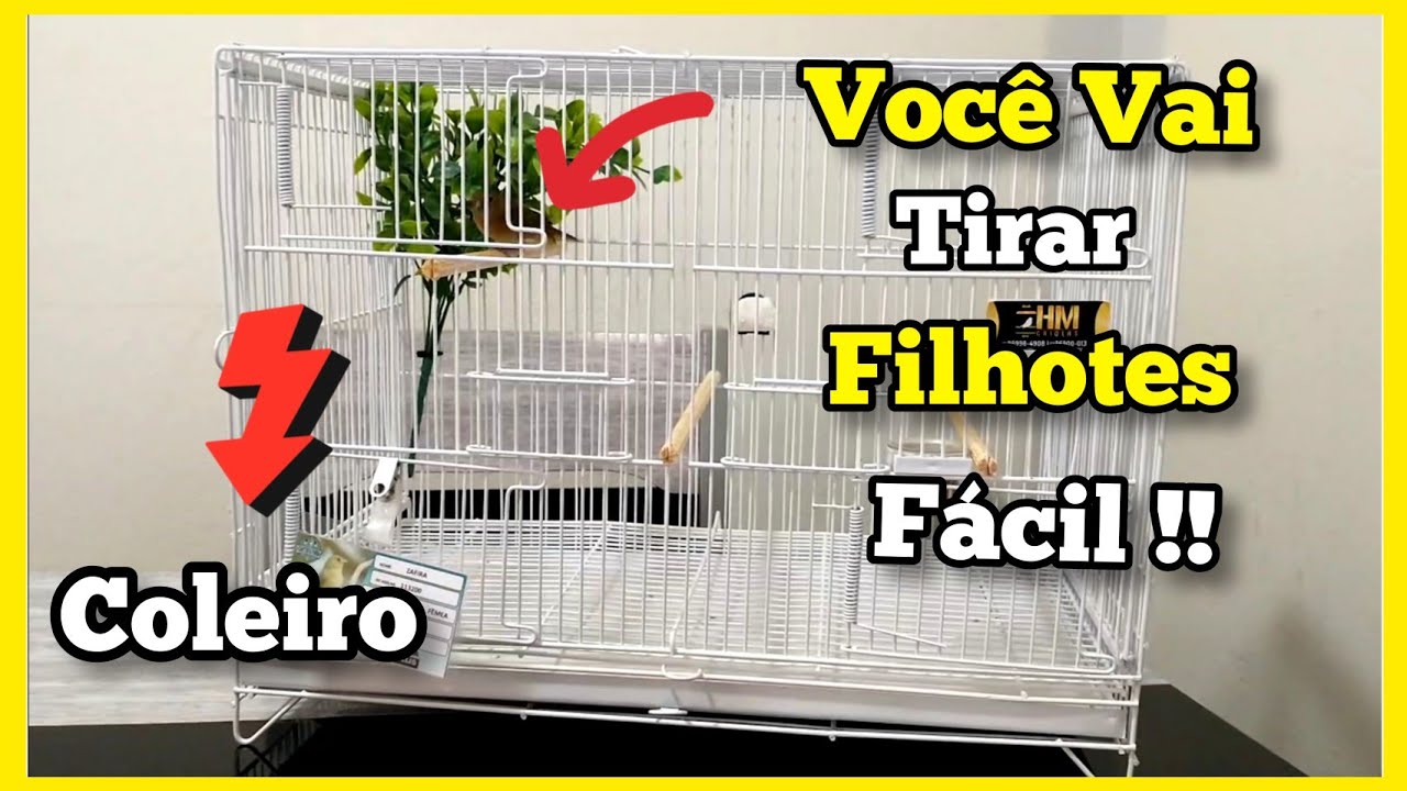 COMO montar a Gaiola da Fêmea de Papa capim e coleiro : até vc iniciante vai TIRAR seus FILHOTES