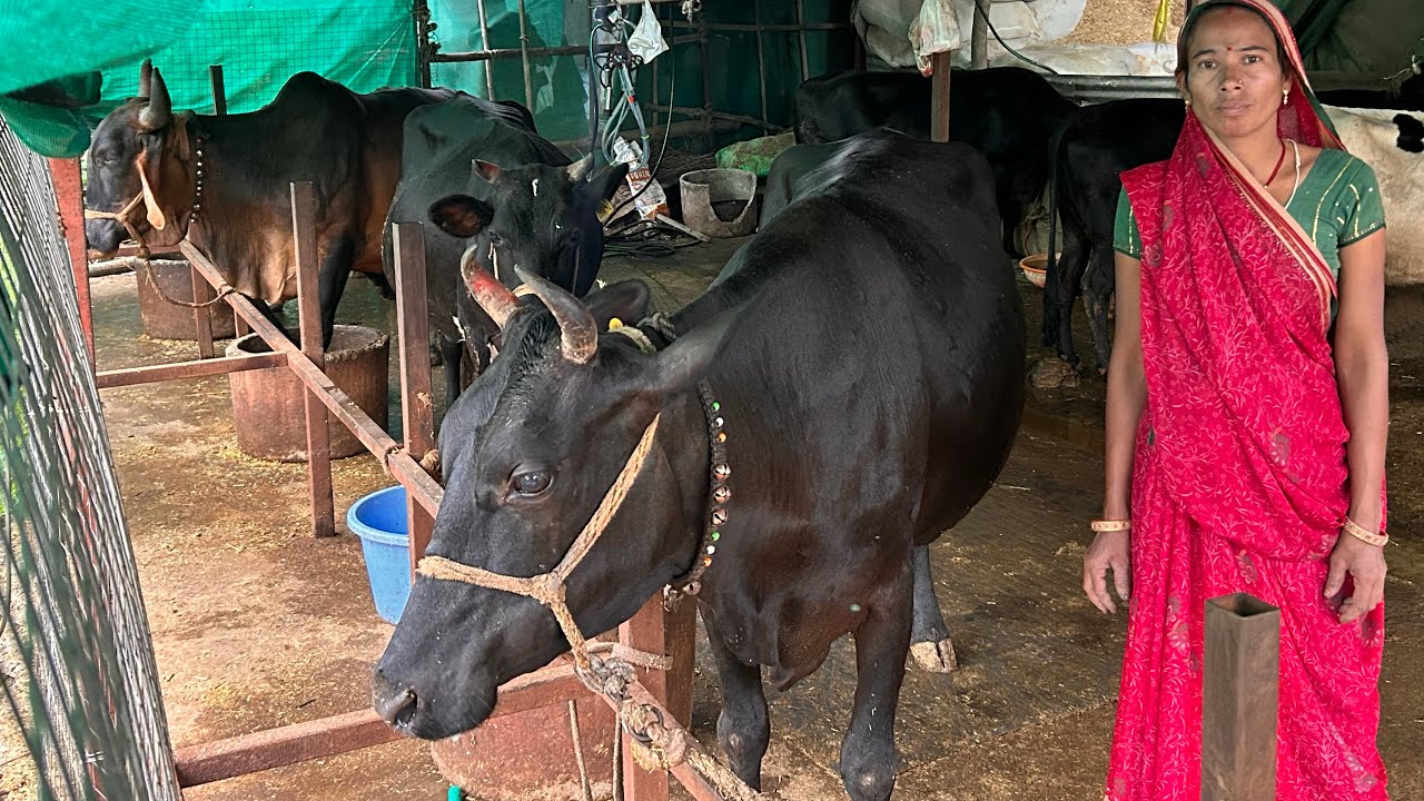 लीज की खेती छोड़ शुरू किया डेयरी फ़ार्म अब कमा रहे 75 हज़ार रुपये प्रति महीना।