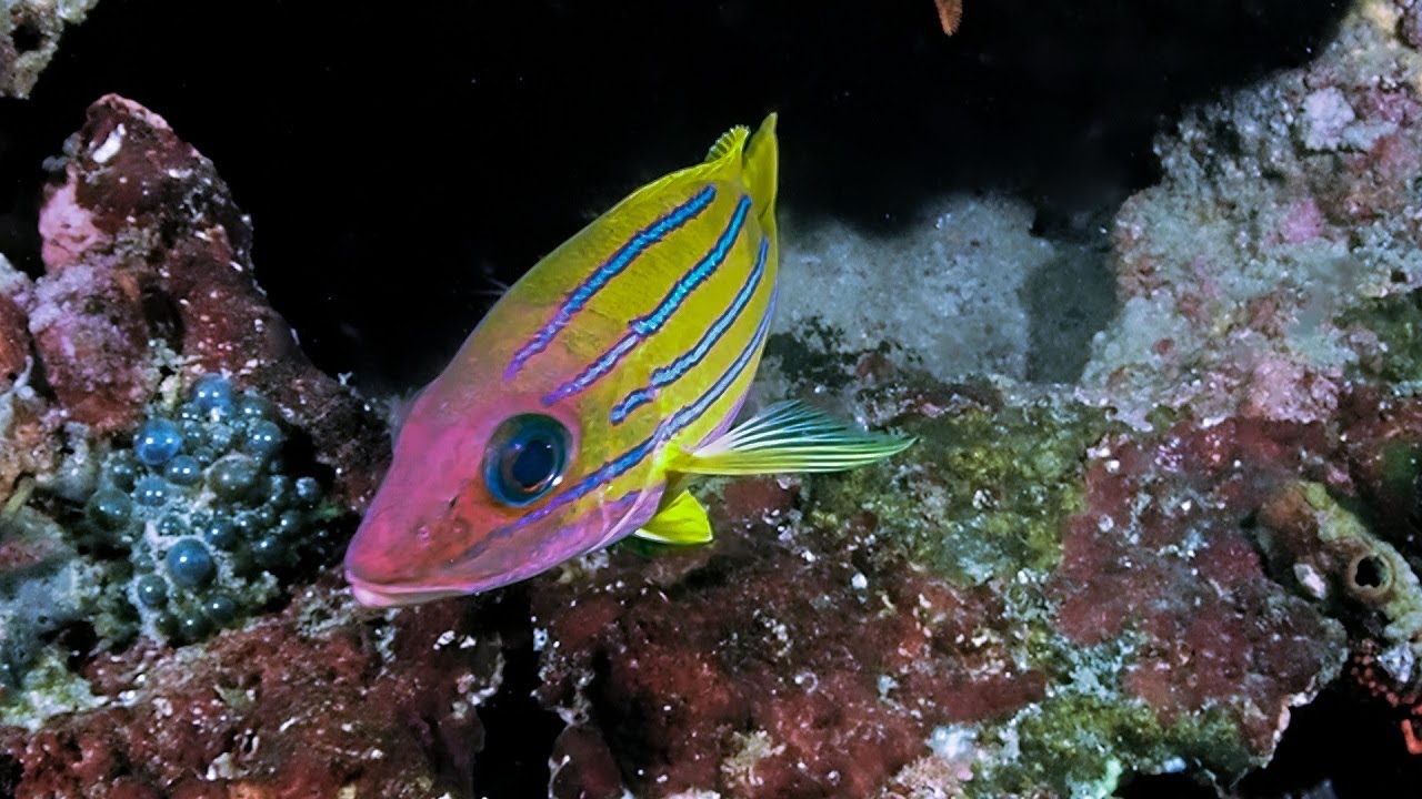 Dive at Stringer Quarter Mile Sodwana