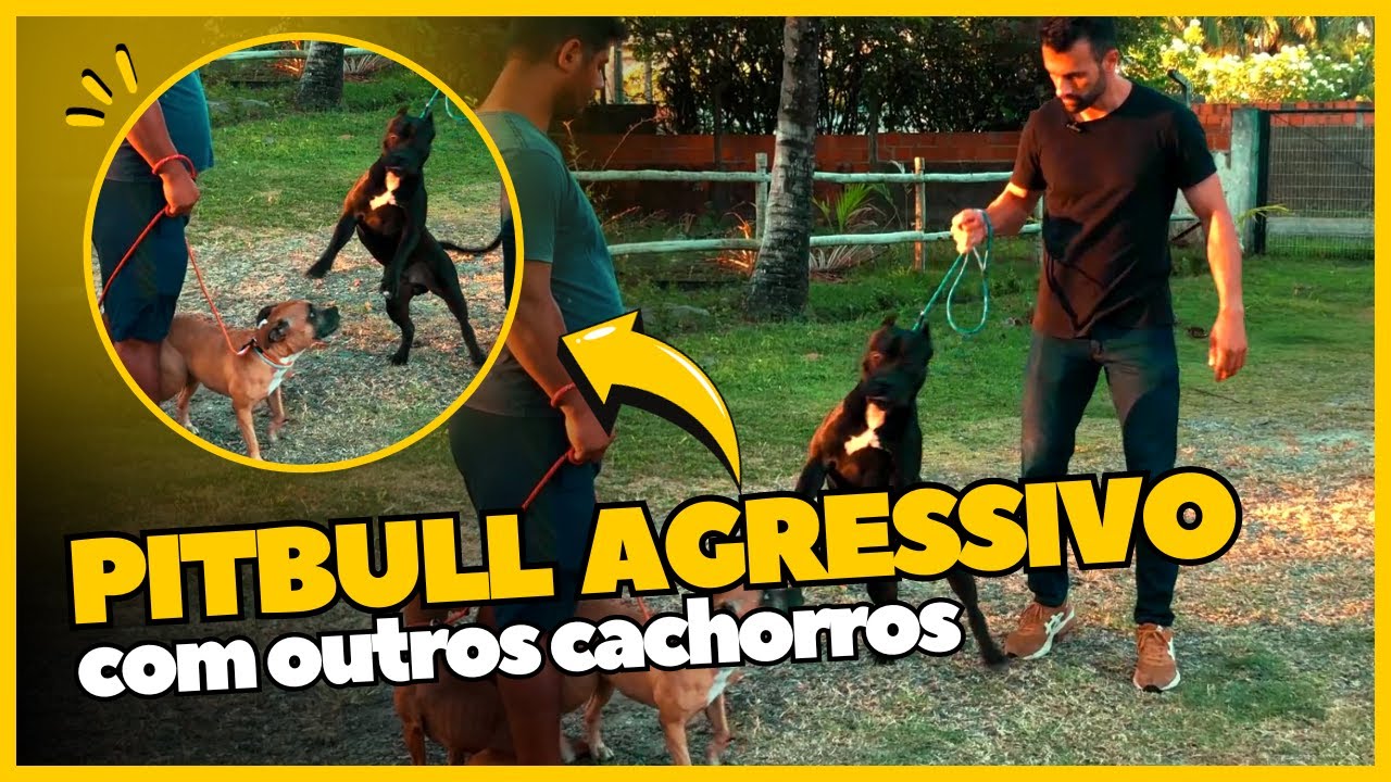 ADESTRAMENTO DE UM PITBULL AGRESSIVO COM OUTROS CACHORROS | Eduardo DogMan