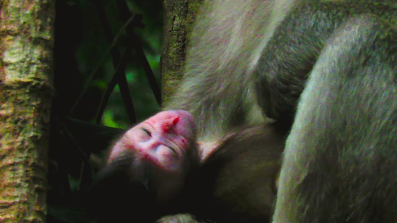 Adorable Baby Animals Caught in the Cutest Sleepy Moments 😴🐾 Heartwarming Fall Slumber Compilation!