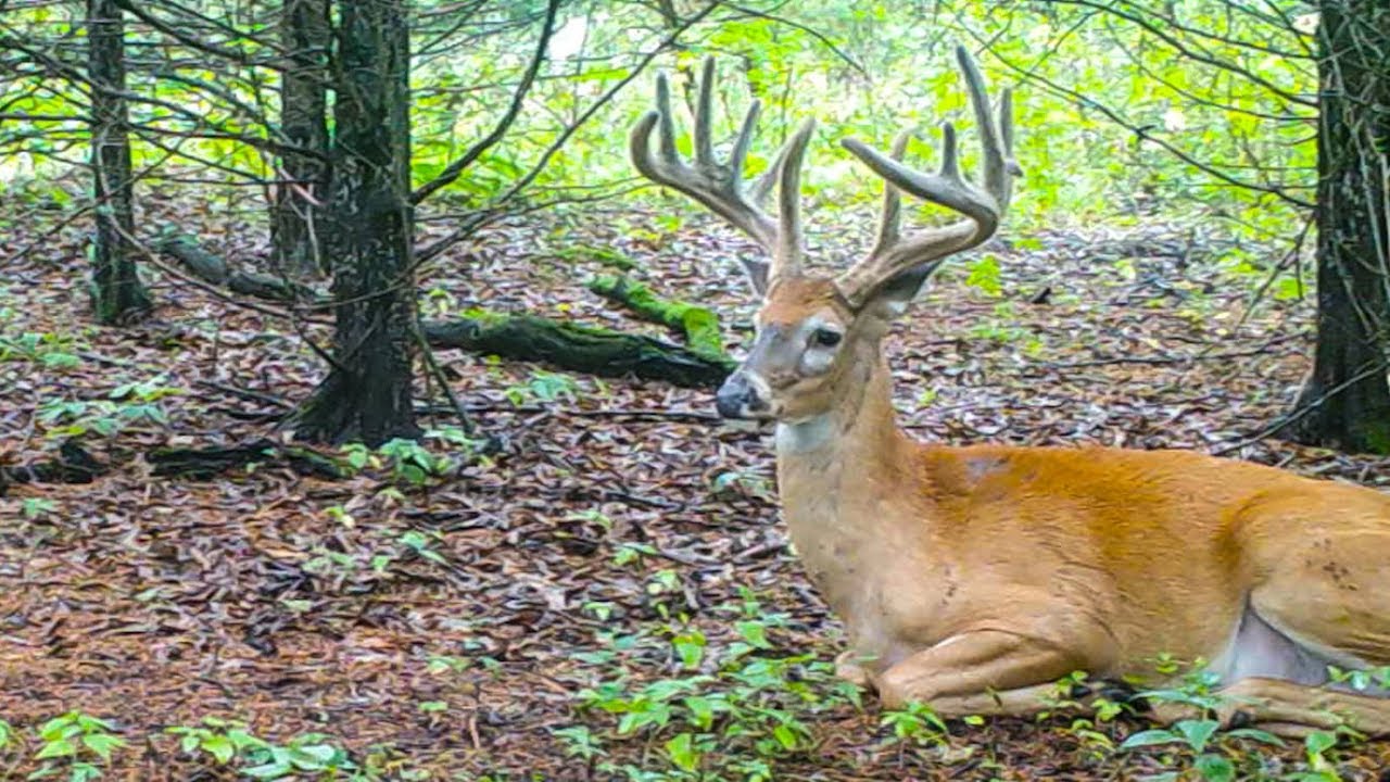 PUBLIC LAND Trail Camera TACTICS