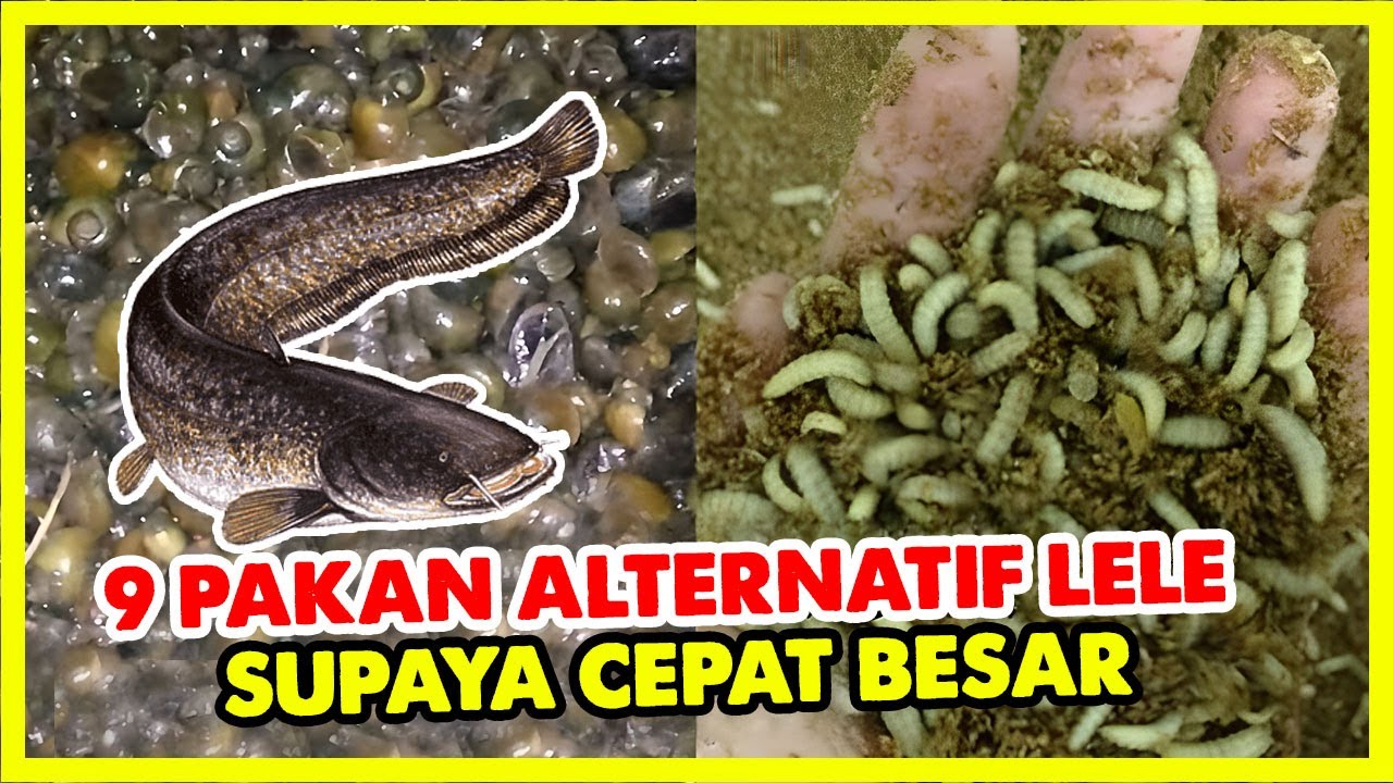 Inilah 9 Pakan Alternatif Lele Supaya Cepat Besar