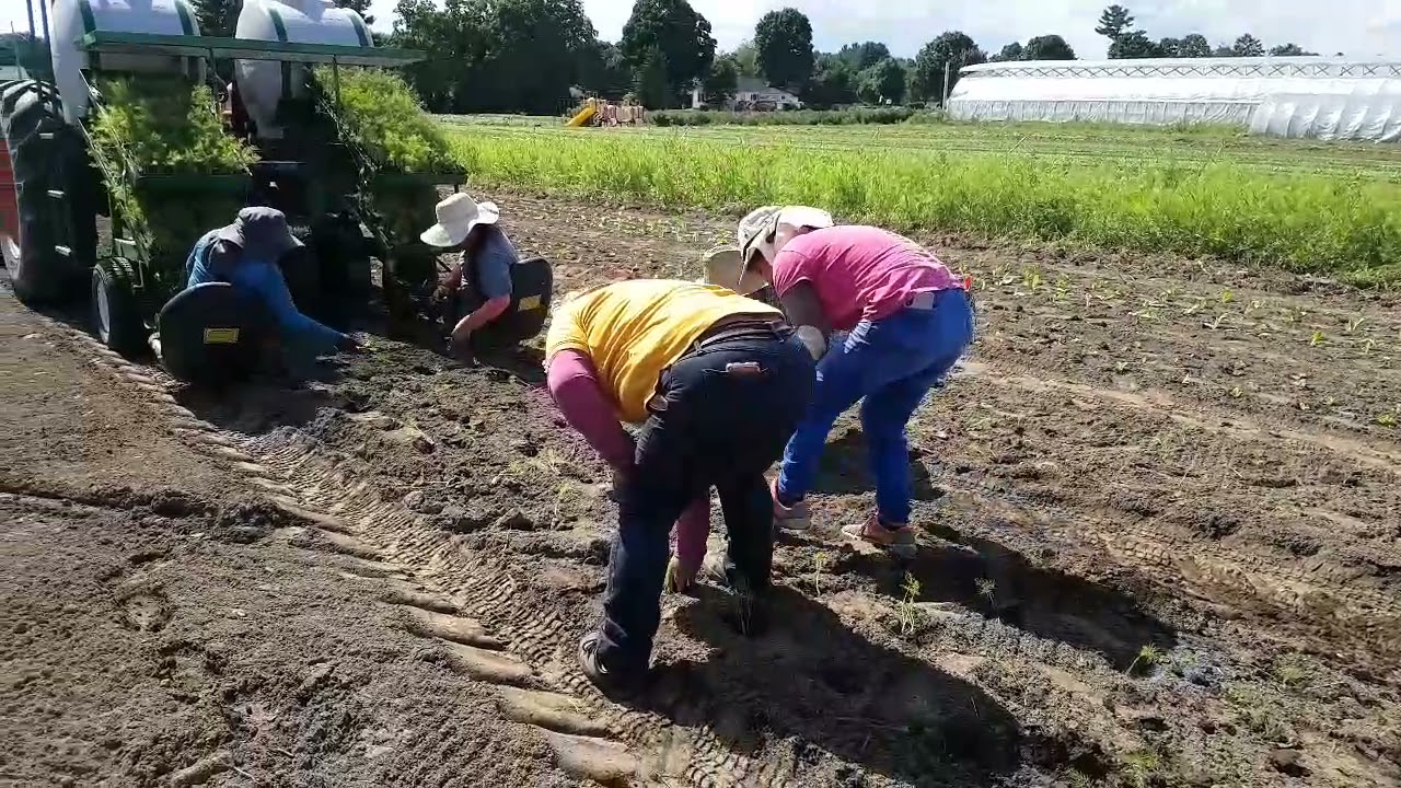 Rains helping crops at Farmer Dave's