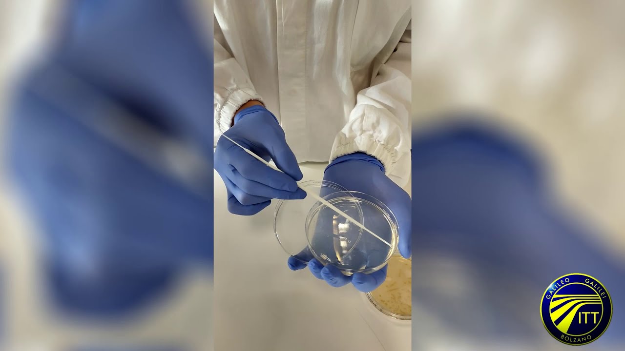 Semina per striscio (3D, corso chimico sanitario) - Corso di microbiologia